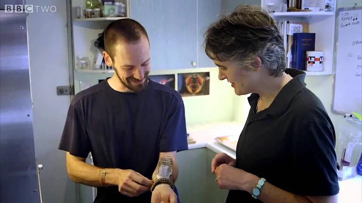 Bed bug feeding time   The Ladykillers   Pest Detectives   Episode 1 Preview   BBC Two