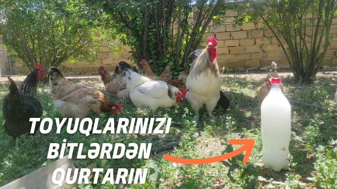 Toyuq və cücələrim üçün yeni bit dərman!