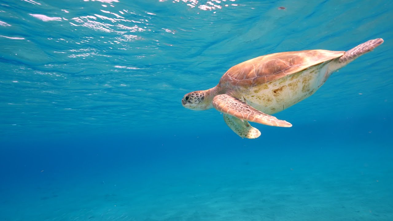 Summer Deep House Mix 2025 🌴 Chill & Dance | Tropical Beats