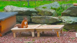 Holy Loch And Garden Wildlife Dunoon Scotland