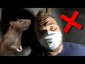 Comment faire fuir les rats  souris dans un grenier 