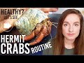 Hermit Crab Care Routine & Addressing Concerns: Are They Healthy?