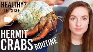 Hermit Crab Care Routine & Addressing Concerns: Are They Healthy?