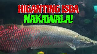 HIGANTING ISDA TUMALON AT NAKAWALA!