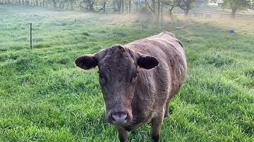 Greg Judy grazing on a micro scale