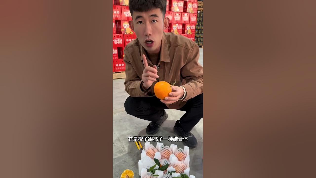 This Ehime Jelly Orange Is Really Delicious Try It Ehime Jelly Orange this-ehime-jelly-orange-is-really-delicious-try-it-ehime-jelly-orange