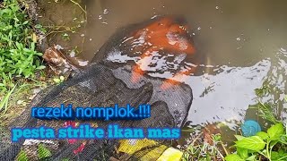 DILUAR NALARR‼️ Gorong-gorong samping jalan ini isinya full ikan mas.