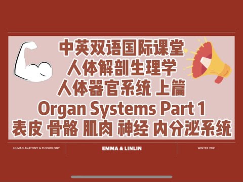 【中英双语国际课-人体解剖生理学】器官系统介绍上篇 | An Overview of Endocrine/Integumentary/Skeletal/Muscular/Nervous System