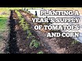 Planting a Year's Supply of Tomatoes and Corn (VLOG)