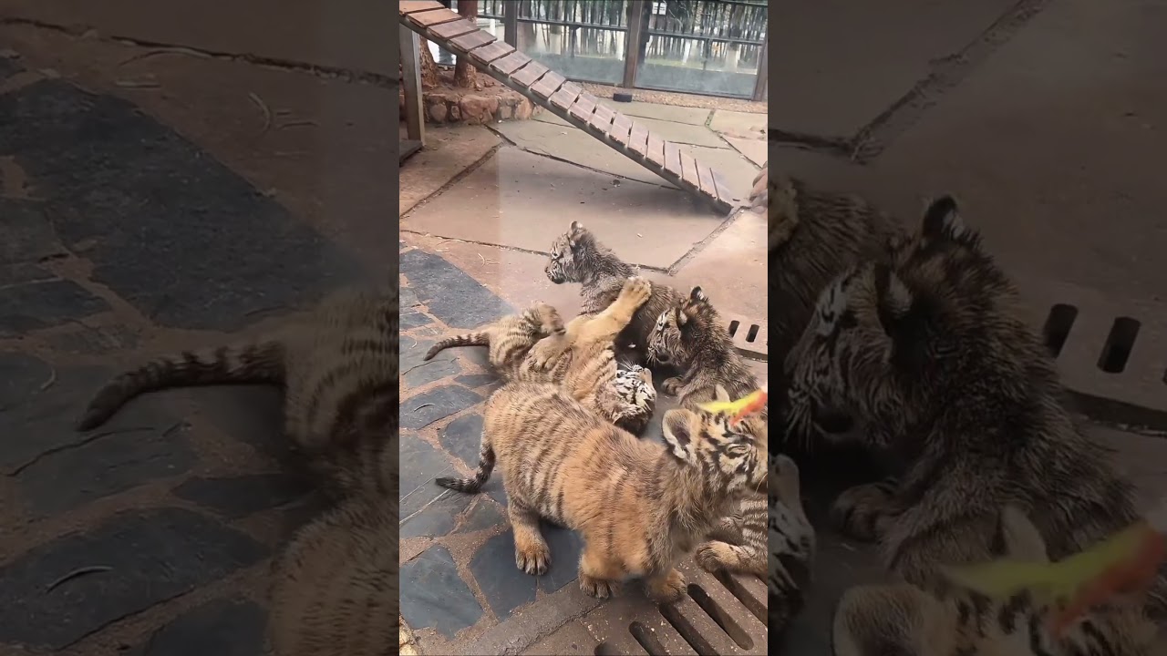 Teasing these adorable little tiger cubs🐯😘