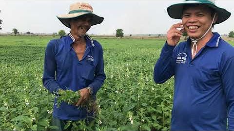 Chuyện ở quê | Kỹ Thuật Trồng Mè Của Chú 4 Đạt Năng Suất Tốt Nhất