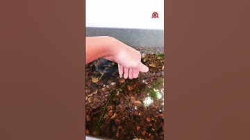 Cá lóc vẫy rồng form thùng xốp