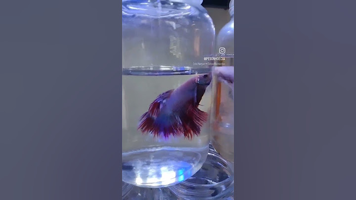 Lindos de mais!! #betta #aquarismo #peixescoloridos #bettafish #aquarios #aquário #peixinhos #bettas