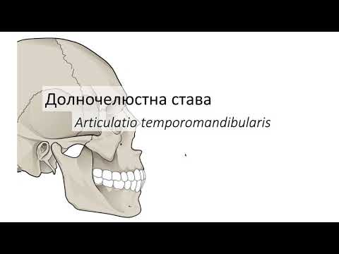 Видео: Компонентите на темпорамандибуларната става ли са?