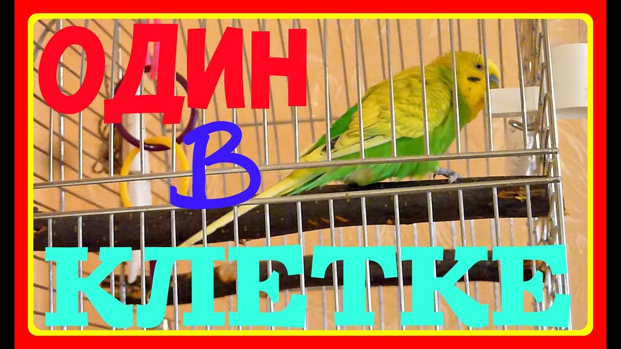 Зеленый попугай ш энтузиастов 1. Зеленый попугай киржач. попугай и телевизор. 33 зеленых попугая надпись. и зеленый попугай песня.