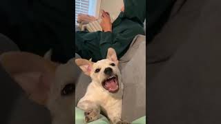 She’s trying her best 🥺(Via @samanthas.ramos)