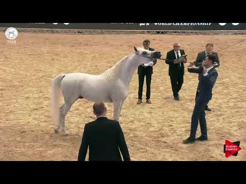 N 82 MOBAREZ AL FARIDA SEWC 2018 Senior Stallions Class 5A