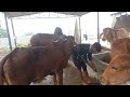 Unloading new female calf at Vedaantam gir gaushala.