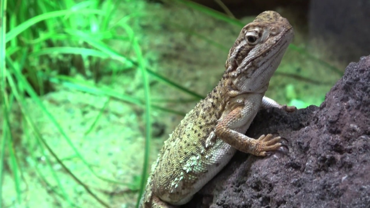Zwergbartagame im Terrarium - Nahaufnahme - YouTube