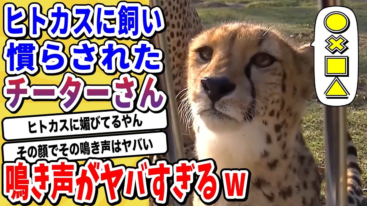 【2ch動物スレ】最弱の猛獣こと「チーターさん」がもはやただのネッコだと話題にwwwww【なんj/にちゃん 面白いスレ】