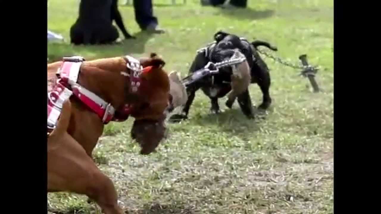 Staffbull speciál 16.9.2012 Poděbrady [HD]