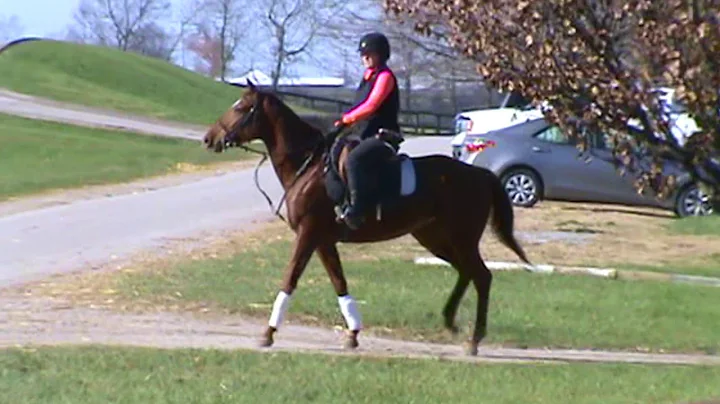 GERLINDE -THOROUGHBRED SPORT HORSES