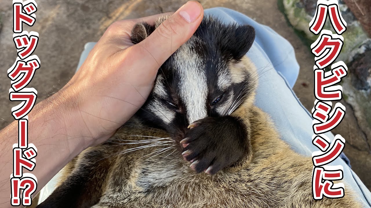 人馴れしたハクビシンに手渡しでドッグフードを与えたら・・・。まるで犬や猫のように可愛いかった♪