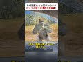 なぜ猛獣たちは近づかない？ ゴリラが放つ圧倒的な存在感！ #ゴリラ #野生動物 #自然の力 #動物行動 #ドキュメンタリー