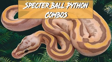 Specter Ball Python Combos | Jack