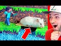 World’s *BEST* Hamster Minecraft MAZE! (Must See)