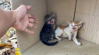 Someone Made The Kittens Become Aggressive, Shrink to Protect Yourself, No Longer Trust Humans
