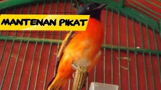 Suara asli burung mantenan sumatera buat pikat dan masteran