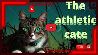 History of the graceful, athletic Anatolian cat breed. #Theoriginsofanimals