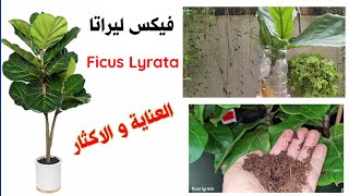 العناية و اكثار نبات الفيكس ليراتا the Basics of Ficus Lyrata Care