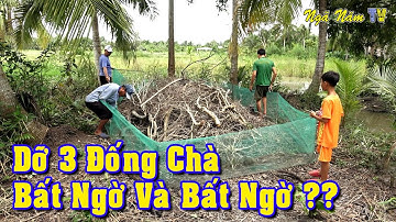 Dỡ 3 Đống Chà Bắt Chuột Bắt Được Con Chuột Lạ Không Ai Dám Ăn/Catch The Mouse/NGÃ NĂM TV
