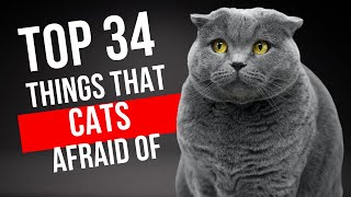 😻  Ultimate 34 Things that Cats Afraid Of  ❗ 💯 😻 by FurrPawz 53,332 views 1 year ago 27 minutes