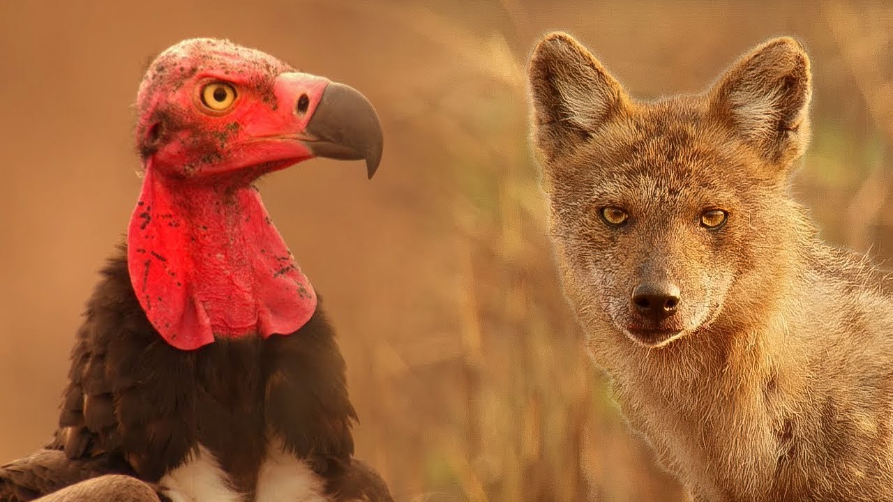 ⁣Vultures Vs Crow Vs Jackal | Lands of the Monsoon | BBC Earth
