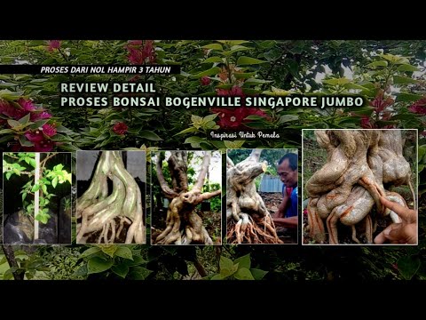 Video: Bonsai begonvillari haqida maslahatlar - Bougainvillea o'simliklaridan bonsai yasashingiz mumkinmi?