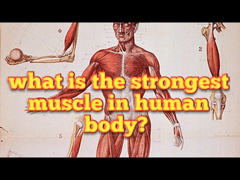 Is body muscle in what strongest the What's the
