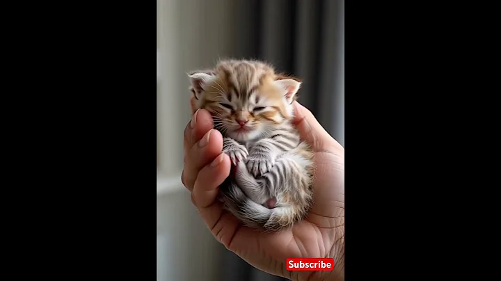 Watch the video about Cute Kitty 🐈 #shorts #viral #youtubeshorts #shortvideo #cat #cute #baby #shortsvideo #funny #tiktok