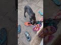Destruições da Laila