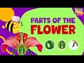 Parts of a flower  pollination  science for kids   parts of flower and their functions