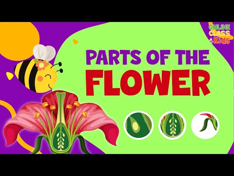 Parts Of A Flower Pollination Video Science For Kids Parts Of Flower And Their Functions Parts Of A Flower Pollination Video Science For Kids Parts Of Flower And Their Functions