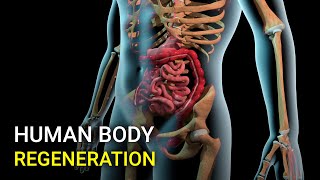 The incredible power of human body regeneration