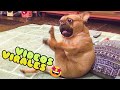 🤣 Animales Virales Graciosos 🐱🐶 Mejores Videos Chistosos de Animales del Momento