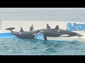 ◆鴨川シーワールド　シャチパフォーマンス（2017．07．23) 13：00~ ◆