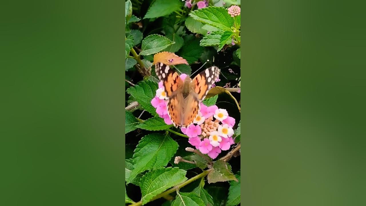 What is the relationship between flowers and insects? What does insect