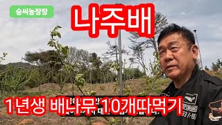 나주배키우기 1년생 10개 따먹기 연습해봤습니다