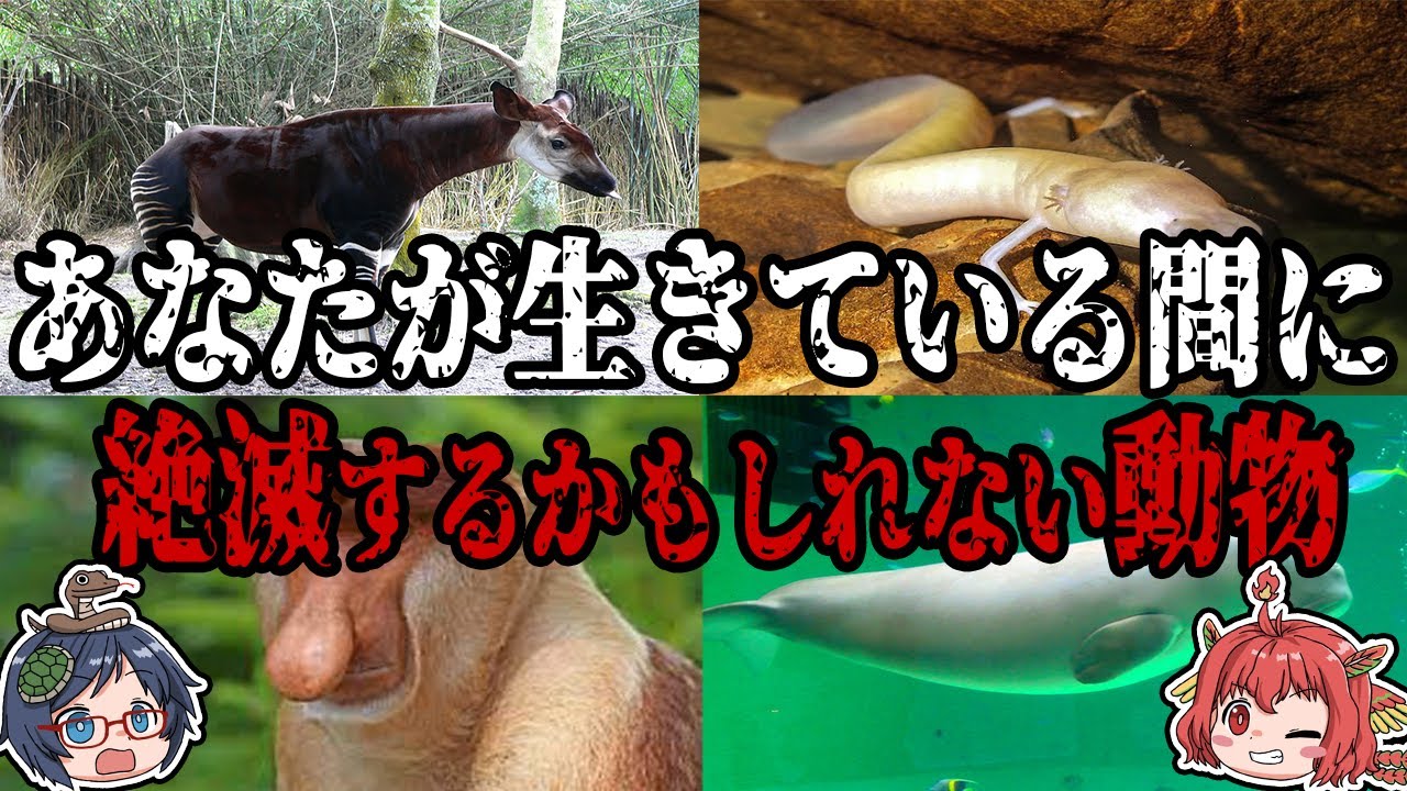 あなたが生きている間に絶滅してしまうかもしれない！？5種の絶滅危惧種