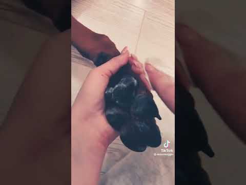 Уход за лапами